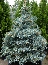 Świerk kłujący (Picea pungens) Blue Trinket